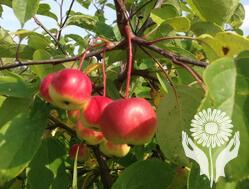 Яблоня ягодная (ягодки 3-5см)